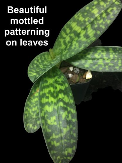 Lady Slipper Paphiopedilum Orchid - alba green white Maudiae hybrid, lovely mottled leaves easy to grow (NOT in bud/bloom When Shipped) - Image 4