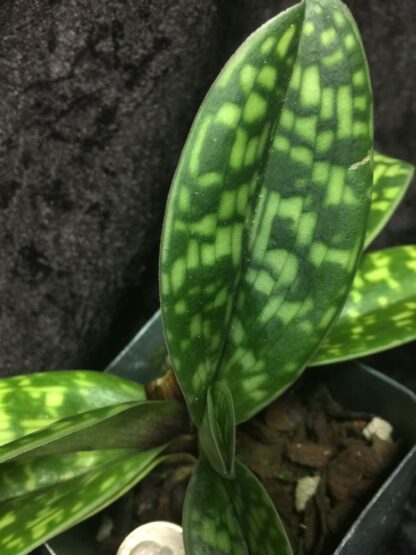 Lady Slipper Paphiopedilum Orchid - alba green white Maudiae hybrid, lovely mottled leaves easy to grow (NOT in bud/bloom When Shipped) - Image 5