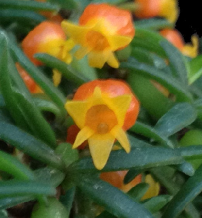Mediocalcar decoratum - Tiny Miniature Orchid Exotic AND Easy to Grow Perfect for vivariums terrariums, cute pumpking-shaped flowers - Image 6