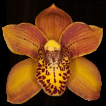 Cym Here Comes Sunshine 'Tangerine' alba flower warm-tolerant easy Cymbidium orchid (NOT in-bud/bloom when shipped)