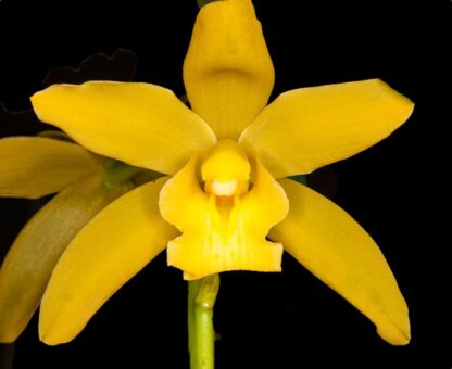 Cym Maureen Carter 'Fragrant Princess' compact warm-tolerant easy Cymbidium orchid (NOT in-bud/bloom when shipped)