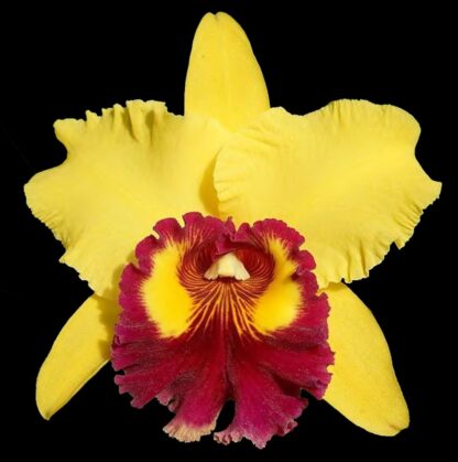 Cattleya Williette Wong uncommon yellow blooms with red lip, easy vigorous orchid (NOT in-bud/bloom when shipped)