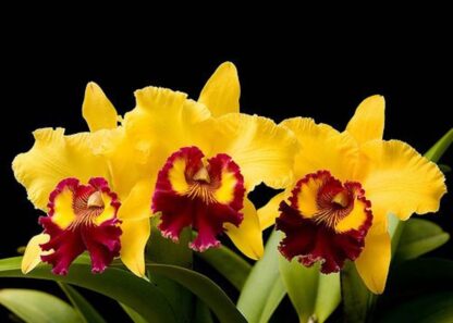 Cattleya Williette Wong uncommon yellow blooms with red lip, easy vigorous orchid (NOT in-bud/bloom when shipped) - Image 2