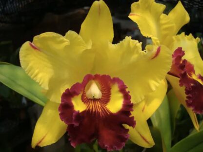 Cattleya Williette Wong uncommon yellow blooms with red lip, easy vigorous orchid (NOT in-bud/bloom when shipped) - Image 3