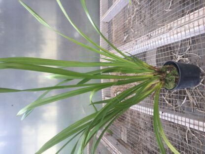 Cym Here Comes Sunshine 'Tangerine' alba flower warm-tolerant easy Cymbidium orchid (NOT in-bud/bloom when shipped) - Image 2