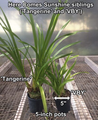 Cym Here Comes Sunshine 'Tangerine' alba flower warm-tolerant easy Cymbidium orchid (NOT in-bud/bloom when shipped) - Image 3