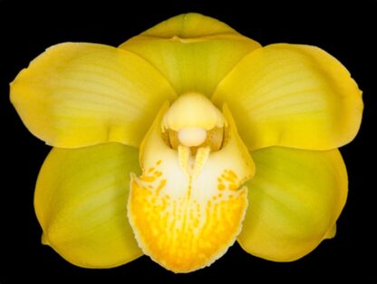 Cym Equinox Mana pure yellow alba flower warm-tolerant easy Cymbidium orchid (NOT in-bud/bloom when shipped)