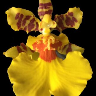 Dancing Lady Orchid -- floriferous makes very tall flower spike, easy orchid Onc. Gower Ramsey (NOT in-bud/bloom when shipped)