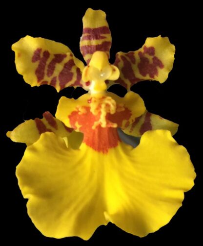 Dancing Lady Orchid -- floriferous makes very tall flower spike, easy orchid Onc. Gower Ramsey (NOT in-bud/bloom when shipped)