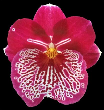 Miltoniopsis Breathless -- deep red fragrant easy pansy orchid (not in-bud/bloom when shipped)