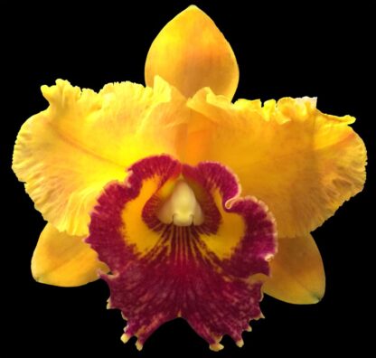 Cattleya Rlc Nakorn Delight -- yellow-orange blooms, light fragrance, hardy easy vigorous (NOT in-bud/bloom when shipped)