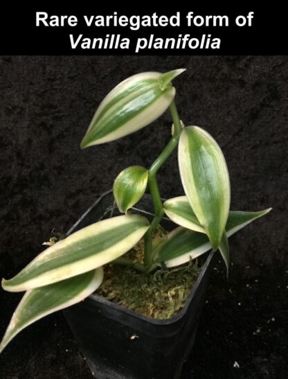 Orchid Insanity - Vanilla planifolia, rare variegated form – Live Plant, The Most Commercially Important Orchid – yes, Vanilla Flavor Comes from an Orchid, Grows Like a Vine (not in Bud/Bloom When Shipped)
