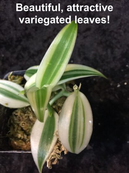 Orchid Insanity - Vanilla planifolia, rare variegated form – Live Plant, The Most Commercially Important Orchid – yes, Vanilla Flavor Comes from an Orchid, Grows Like a Vine (not in Bud/Bloom When Shipped) - Image 2