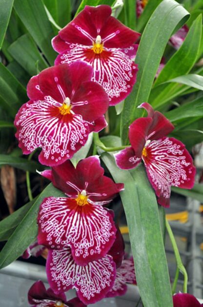 Miltoniopsis Breathless -- deep red fragrant easy pansy orchid (not in-bud/bloom when shipped) - Image 2