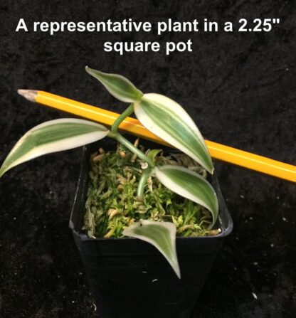 Orchid Insanity - Vanilla planifolia, rare variegated form – Live Plant, The Most Commercially Important Orchid – yes, Vanilla Flavor Comes from an Orchid, Grows Like a Vine (not in Bud/Bloom When Shipped) - Image 4