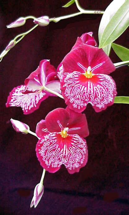 Miltoniopsis Breathless -- deep red fragrant easy pansy orchid (not in-bud/bloom when shipped) - Image 3