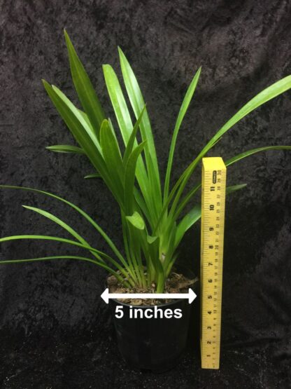 Cym Equinox Mana pure yellow alba flower warm-tolerant easy Cymbidium orchid (NOT in-bud/bloom when shipped) - Image 2