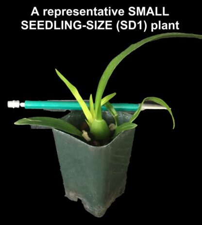 Dancing Lady Orchid -- floriferous makes very tall flower spike, easy orchid Onc. Gower Ramsey (NOT in-bud/bloom when shipped) - Image 3