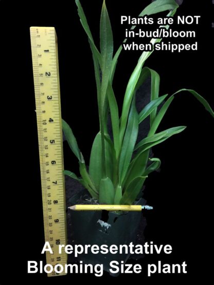 Dancing Lady Orchid -- floriferous makes very tall flower spike, easy orchid Onc. Gower Ramsey (NOT in-bud/bloom when shipped) - Image 4