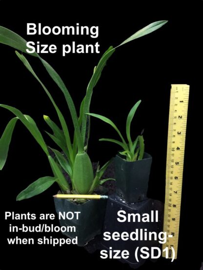 Dancing Lady Orchid -- floriferous makes very tall flower spike, easy orchid Onc. Gower Ramsey (NOT in-bud/bloom when shipped) - Image 5