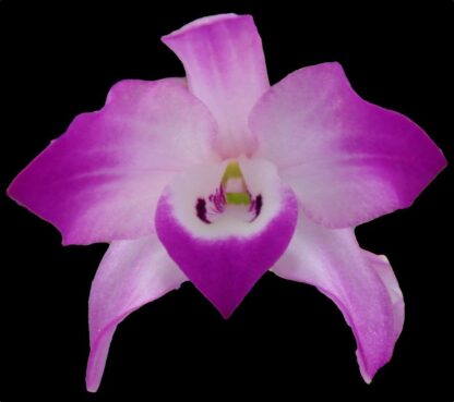 Dendrobium linawianum -- translucent bulbs native Taiwan species distinctive uncommon orchid