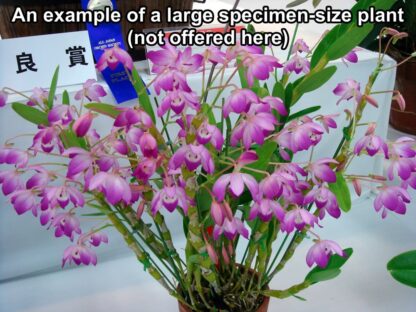 Dendrobium linawianum -- translucent bulbs native Taiwan species distinctive uncommon orchid - Image 2