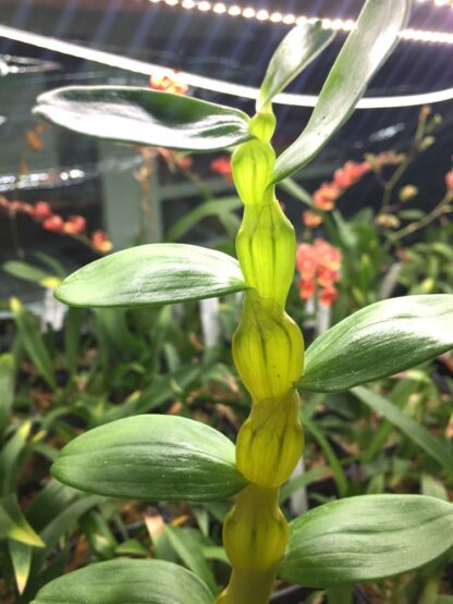 Dendrobium linawianum -- translucent bulbs native Taiwan species distinctive uncommon orchid - Image 3