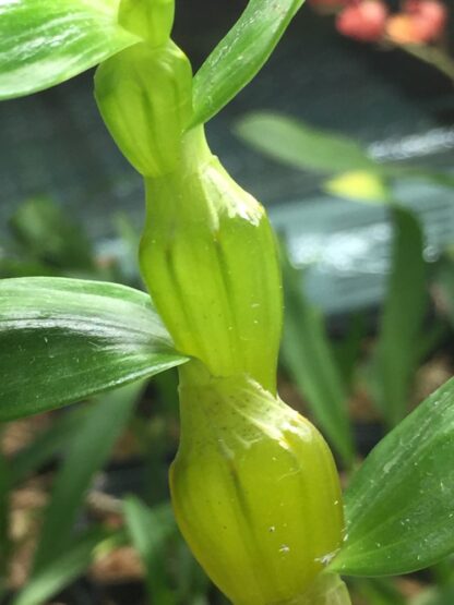 Dendrobium linawianum -- translucent bulbs native Taiwan species distinctive uncommon orchid - Image 4