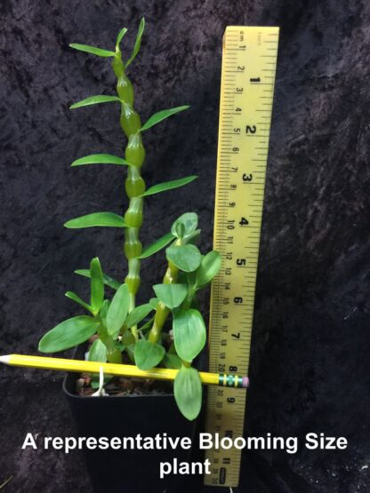 Dendrobium linawianum -- translucent bulbs native Taiwan species distinctive uncommon orchid - Image 6