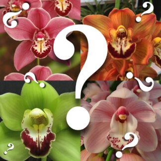 Cymbidium mystery/random seedlings for patient orchid growers huge variety, no ID tags