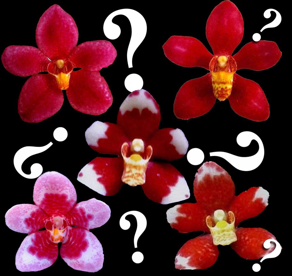 Redfox orchids cheap