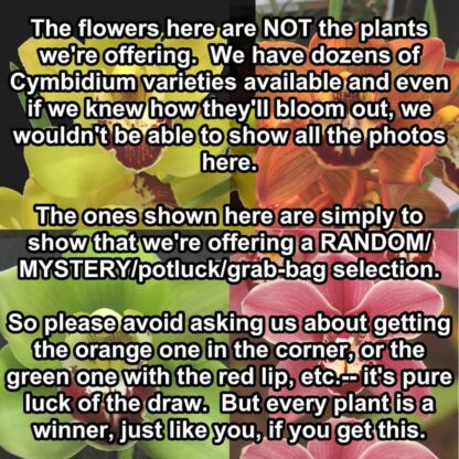 Cymbidium mystery/random seedlings for patient orchid growers huge variety, no ID tags - Image 2