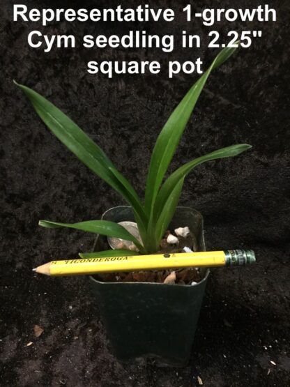 Cymbidium mystery/random seedlings for patient orchid growers huge variety, no ID tags - Image 4