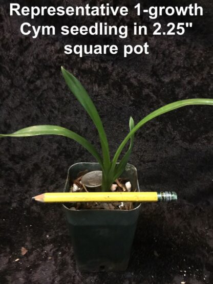 Cymbidium mystery/random seedlings for patient orchid growers huge variety, no ID tags - Image 5