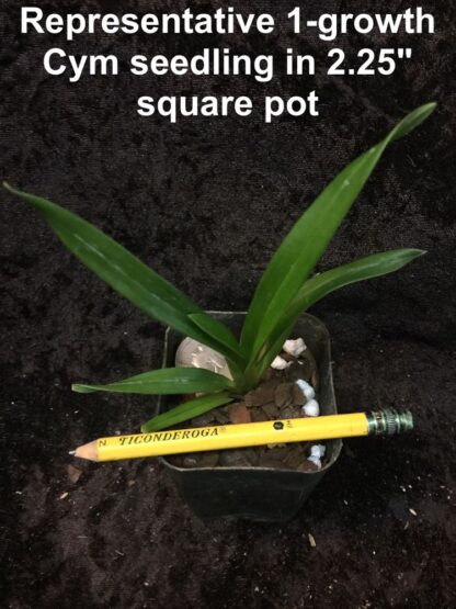 Cymbidium mystery/random seedlings for patient orchid growers huge variety, no ID tags - Image 6