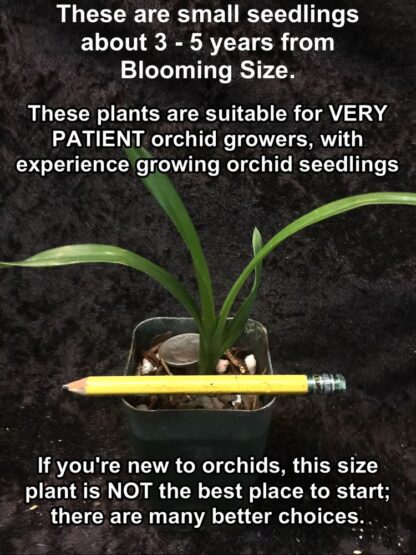 Cymbidium mystery/random seedlings for patient orchid growers huge variety, no ID tags - Image 7