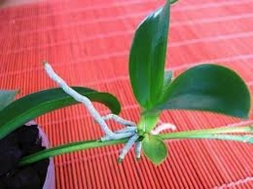 Orchid Insanity -- Keiki Power Pro Orchid Cloning Paste - Image 8