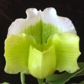 Lady Slipper Paphiopedilum Orchid - green complex bulldog hybrid, hardy easy to grow (NOT in-bud/bloom when shipped)