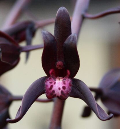Cymbidium Australian Midnight, almost-black flowers, fragrant, seedling-size for experienced, patient orchid growers