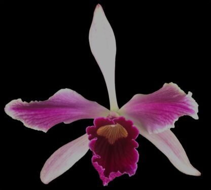 Laelia (Cattleya) purpurata var. flammea, colorful fragrant blooms, hardy, easy to grow (NOT in-bud/bloom when shipped)