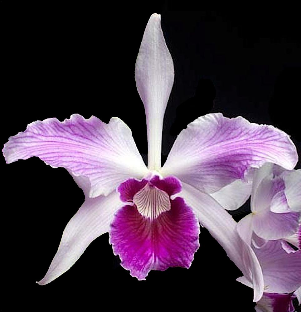 Laelia (Cattleya) purpurata var. striata, colorful fragrant