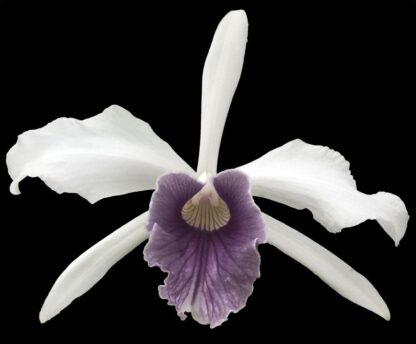 Laelia (Cattleya) purpurata var. werkhauseri, colorful fragrant blooms, hardy, easy to grow (NOT in-bud/bloom when shipped)