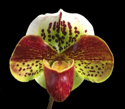 Lady Slipper Paphiopedilum Orchid - red-dominant complex hybrid, hardy easy to grow (NOT in-bud/bloom when shipped)