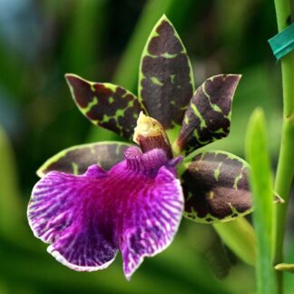 Zygo Artur Elle - fragrant blooms lovely pattern laid-back easy orchid (not in-bud/bloom when shipped)