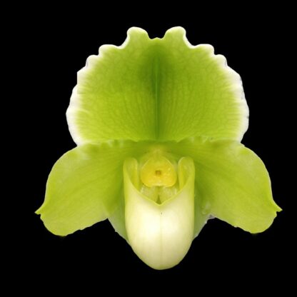 Lady Slipper Paphiopedilum Orchid - green complex bulldog hybrid, hardy easy to grow (NOT in-bud/bloom when shipped) - Image 2