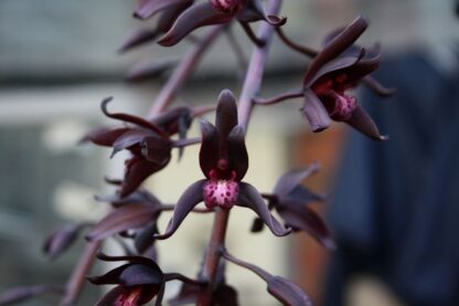 Cymbidium Australian Midnight, almost-black flowers, fragrant, seedling-size for experienced, patient orchid growers - Image 2