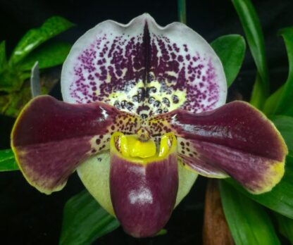Lady Slipper Paphiopedilum Orchid - red-dominant complex hybrid, hardy easy to grow (NOT in-bud/bloom when shipped) - Image 2