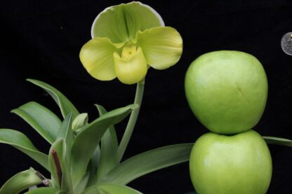 Lady Slipper Paphiopedilum Orchid - green complex bulldog hybrid, hardy easy to grow (NOT in-bud/bloom when shipped) - Image 3