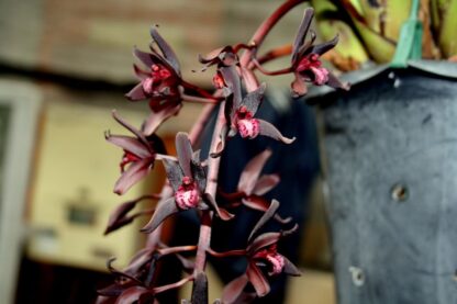 Cymbidium Australian Midnight, almost-black flowers, fragrant, seedling-size for experienced, patient orchid growers - Image 3