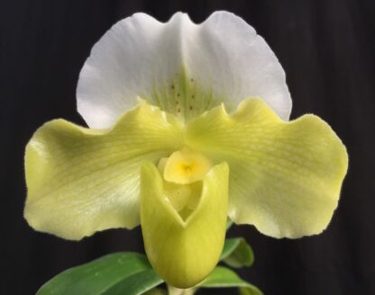 Lady Slipper Paphiopedilum Orchid - green complex bulldog hybrid, hardy easy to grow (NOT in-bud/bloom when shipped) - Image 4